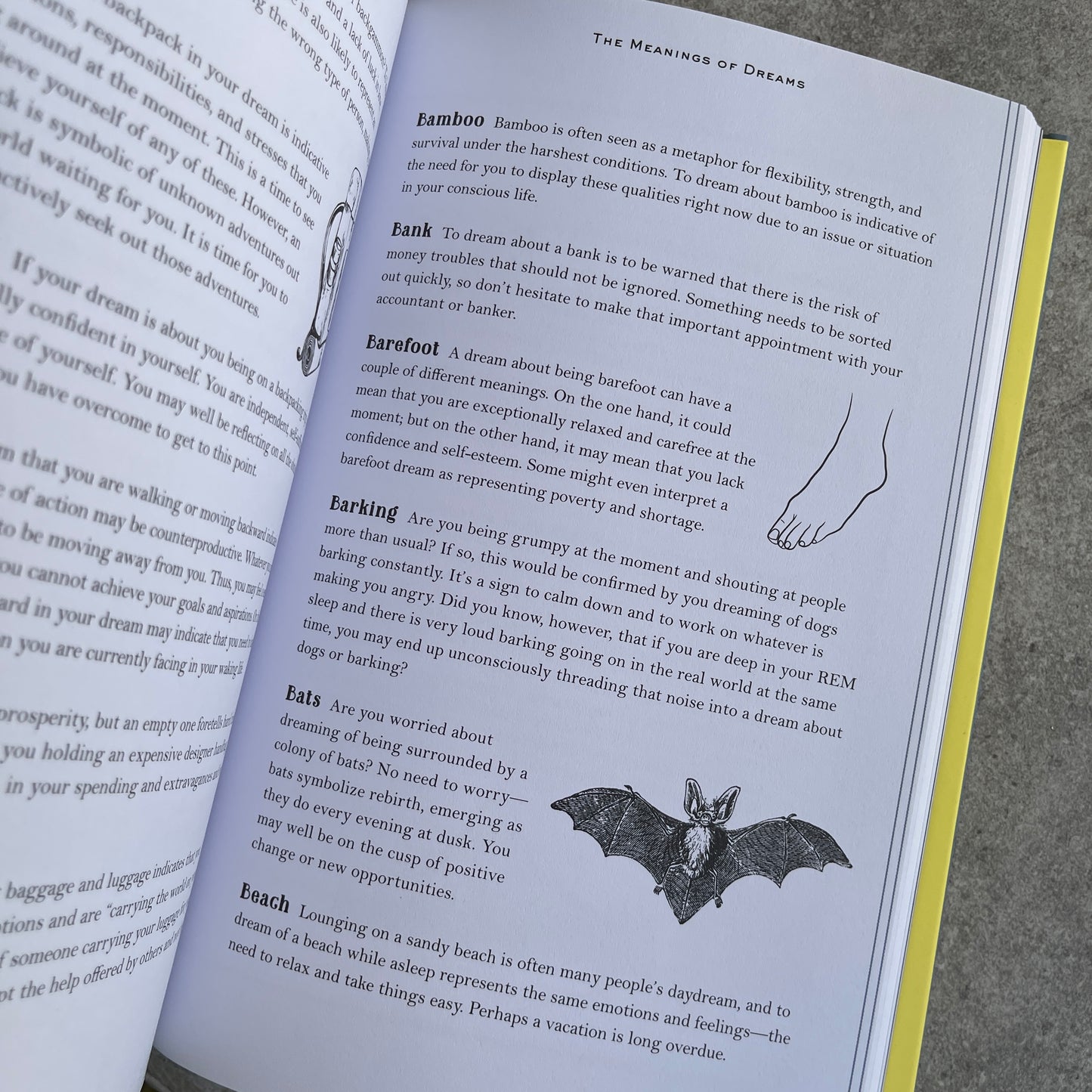 In Focus Dreams: Your Personal Guide