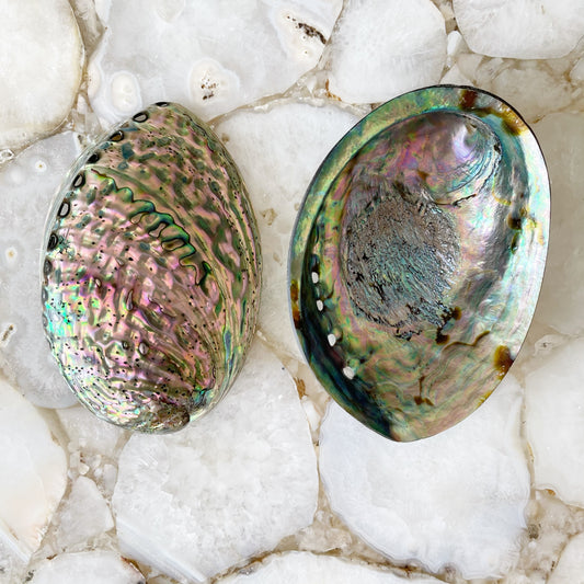 Paua Shell